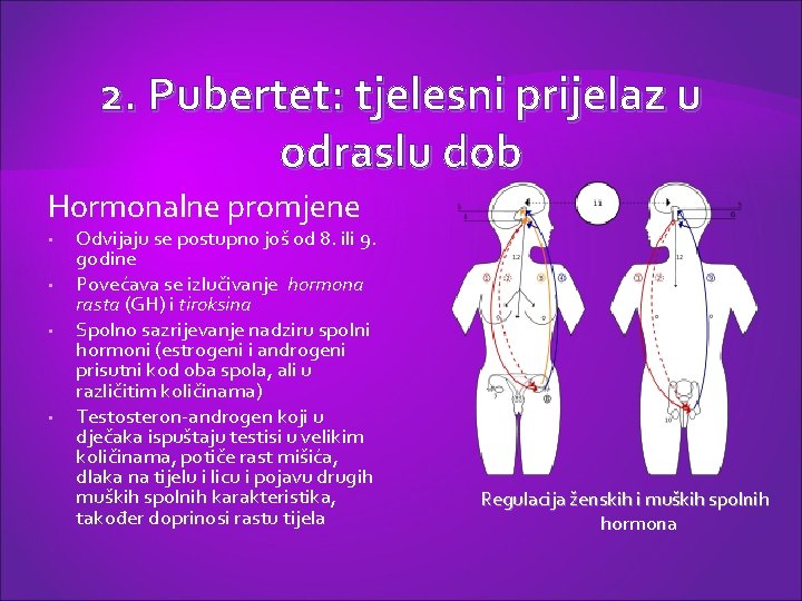 2. Pubertet: tjelesni prijelaz u odraslu dob Hormonalne promjene • • Odvijaju se postupno