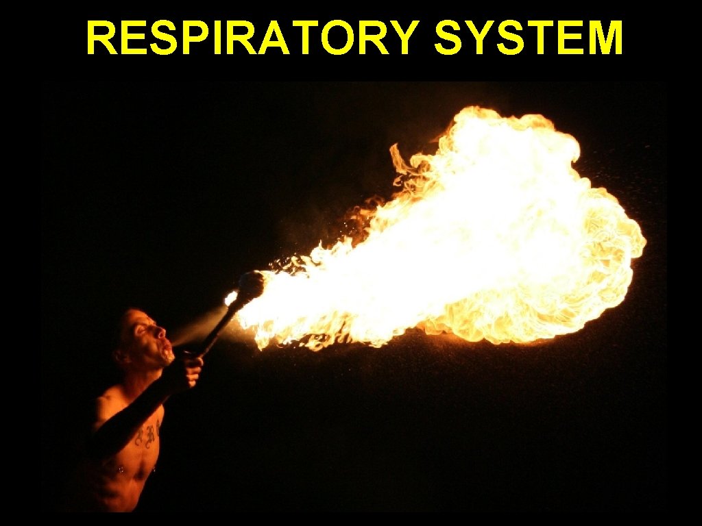 RESPIRATORY SYSTEM 