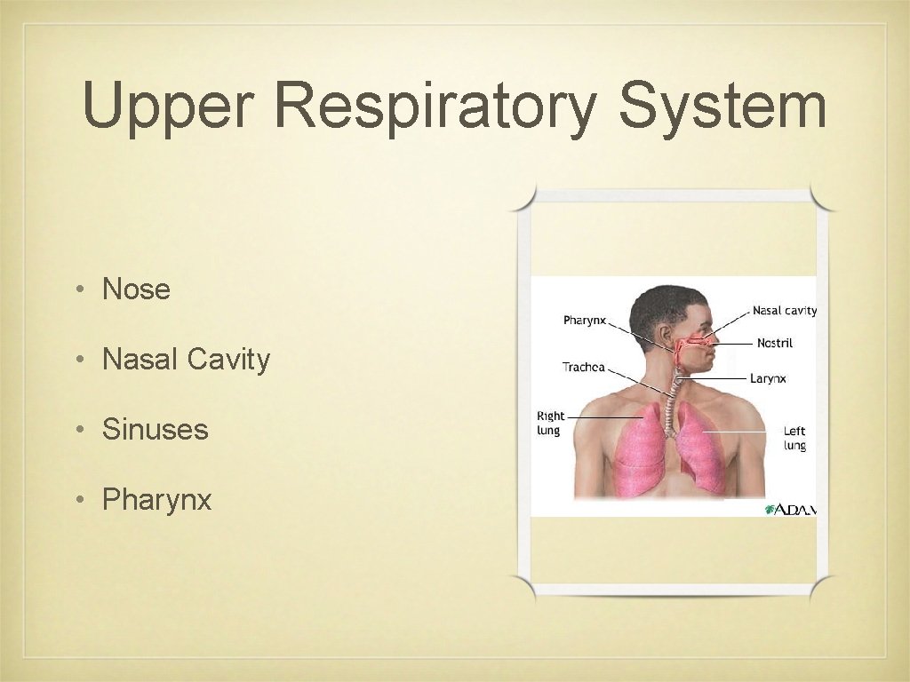 Upper Respiratory System • Nose • Nasal Cavity • Sinuses • Pharynx Upper Respiratory System • Nose • Nasal Cavity • Sinuses • Pharynx