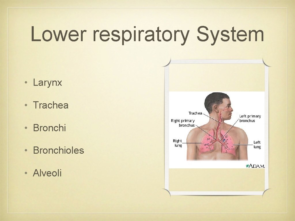 Lower respiratory System • Larynx • Trachea • Bronchioles • Alveoli 