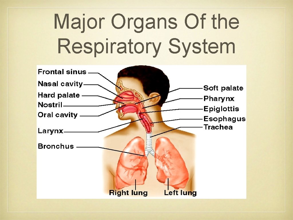 Major Organs Of the Respiratory System 