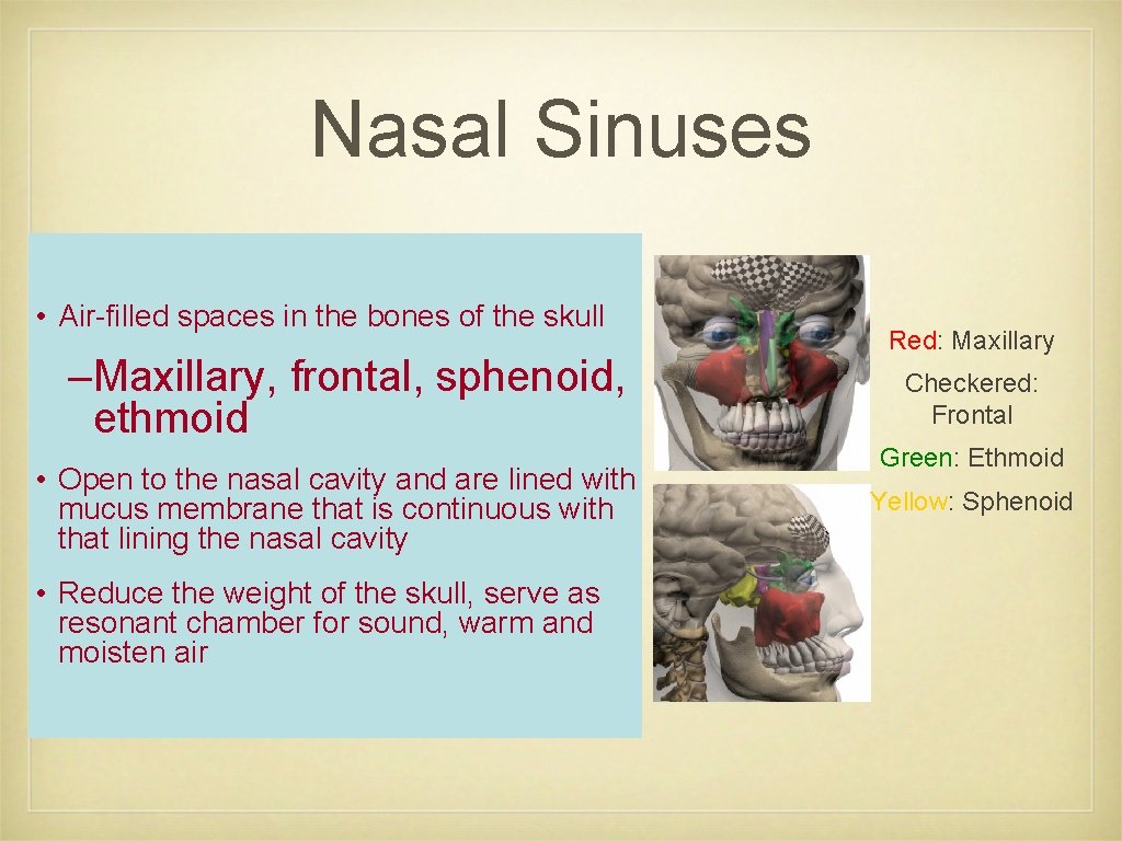 Nasal Sinuses • Air-filled spaces in the bones of the skull –Maxillary, frontal, sphenoid,