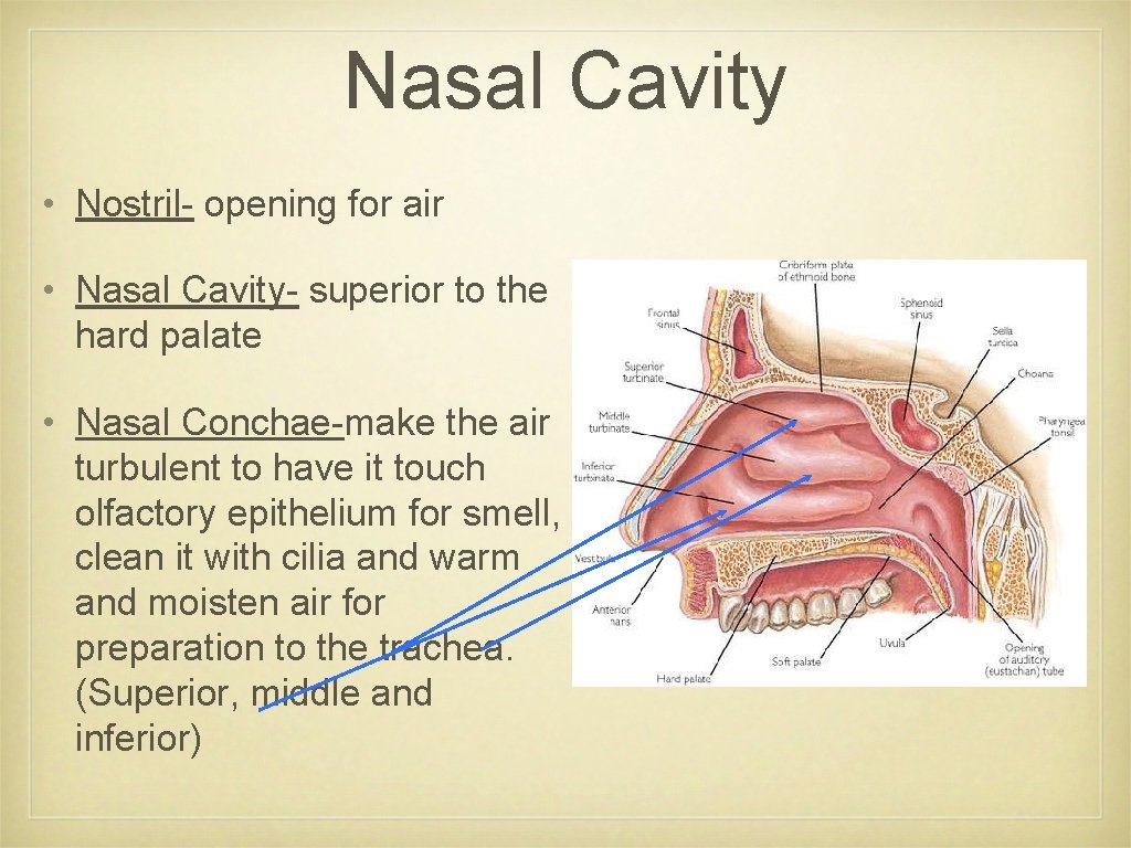 Nasal Cavity • Nostril- opening for air • Nasal Cavity- superior to the hard Nasal Cavity • Nostril- opening for air • Nasal Cavity- superior to the hard