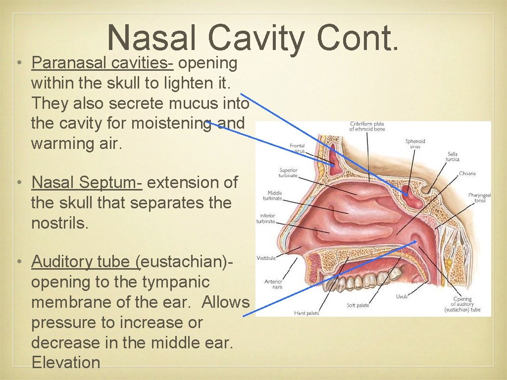 Nasal Cavity Cont. • Paranasal cavities- opening within the skull to lighten it. They