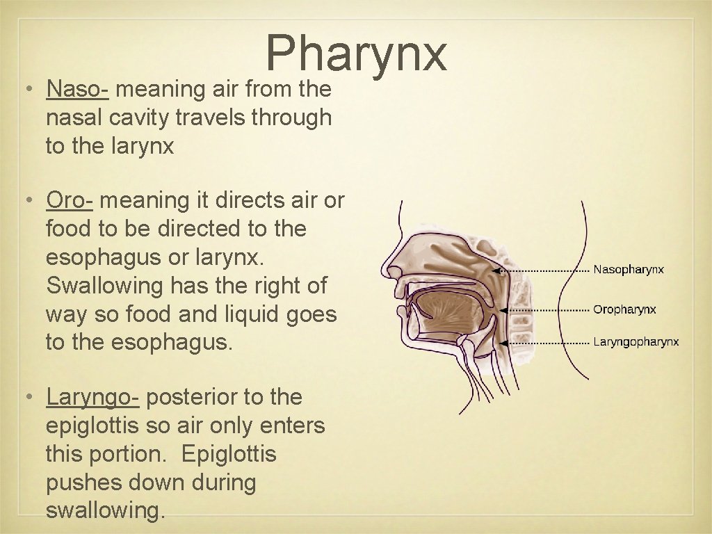 Pharynx • Naso- meaning air from the nasal cavity travels through to the larynx