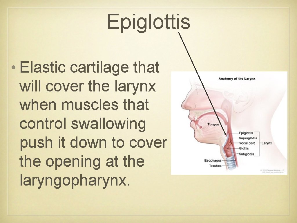Epiglottis • Elastic cartilage that will cover the larynx when muscles that control swallowing
