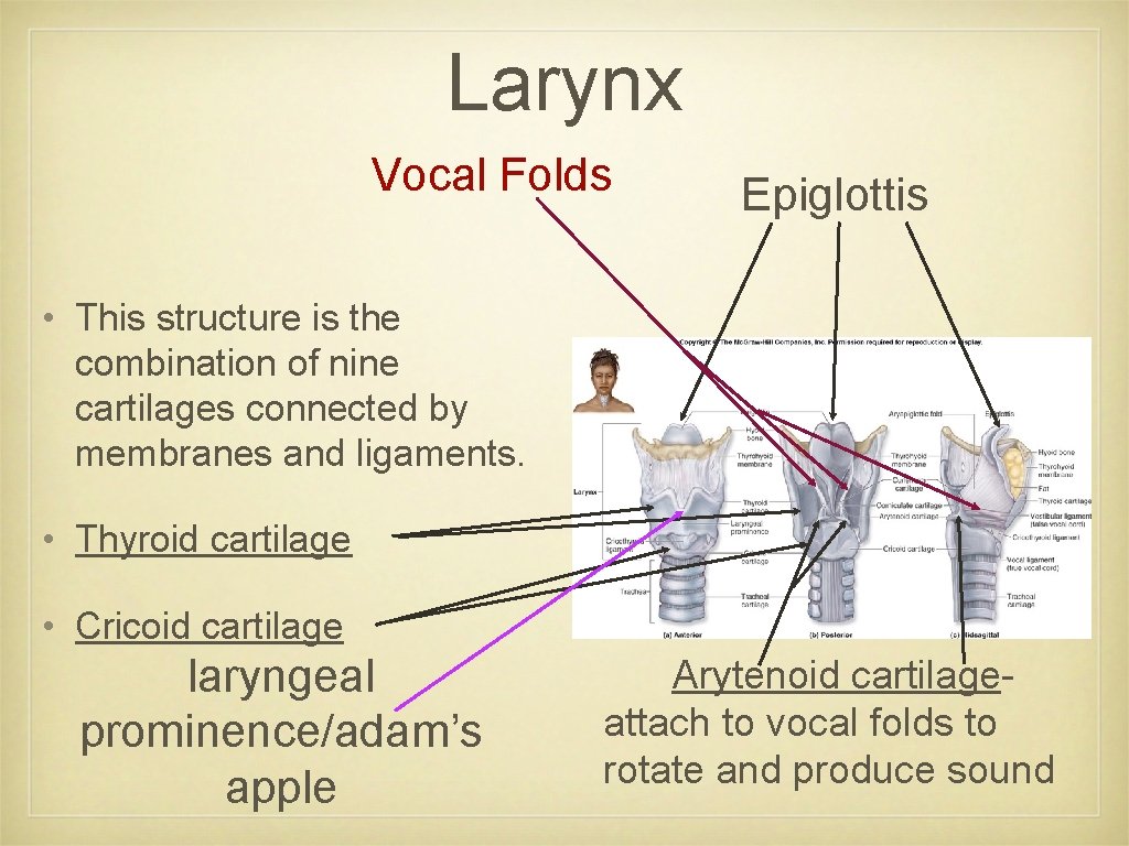 Larynx Vocal Folds Epiglottis • This structure is the combination of nine cartilages connected