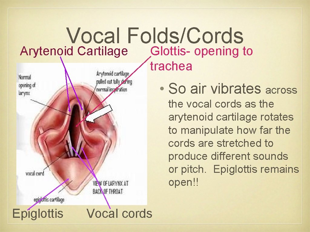 Vocal Folds/Cords Arytenoid Cartilage Glottis- opening to trachea • So air vibrates across the