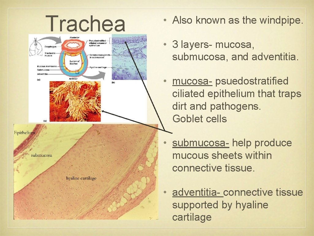 Trachea • Also known as the windpipe. • 3 layers- mucosa, submucosa, and adventitia.