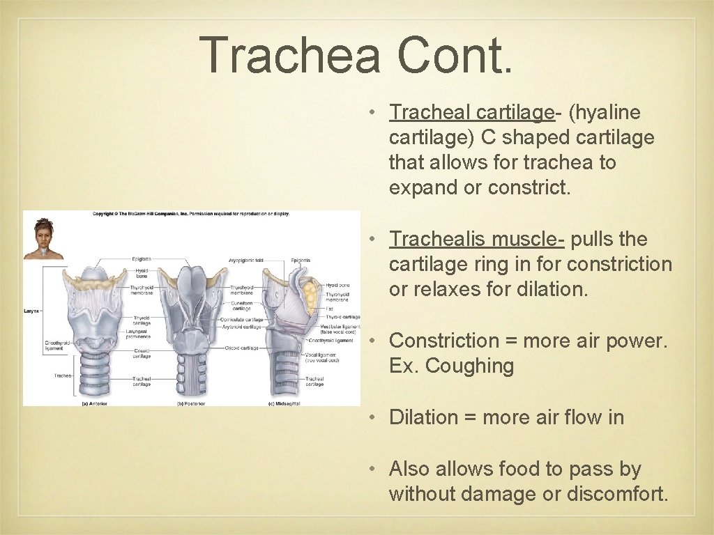 Trachea Cont. • Tracheal cartilage- (hyaline cartilage) C shaped cartilage that allows for trachea