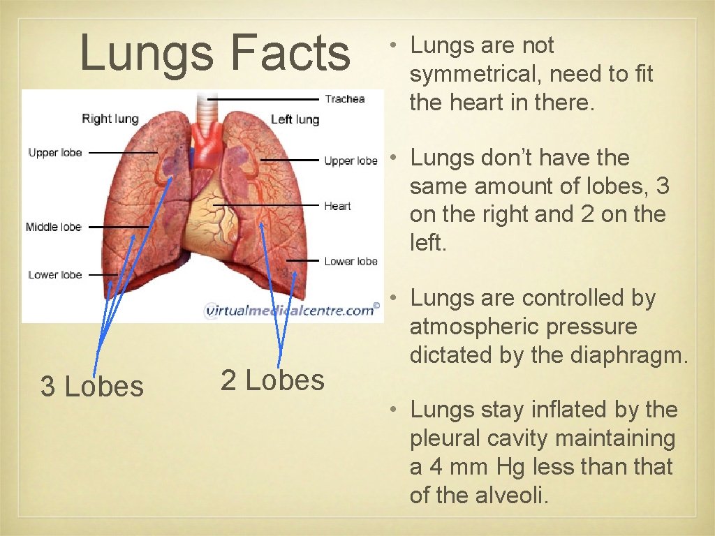 Lungs Facts • Lungs are not symmetrical, need to fit the heart in there.