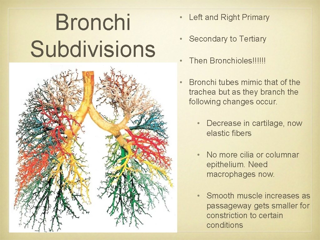 Bronchi Subdivisions • Left and Right Primary • Secondary to Tertiary • Then Bronchioles!!!!!! Bronchi Subdivisions • Left and Right Primary • Secondary to Tertiary • Then Bronchioles!!!!!!