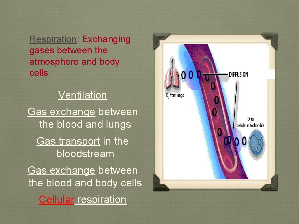 Respiration: Exchanging gases between the atmosphere and body cells Ventilation Gas exchange between the