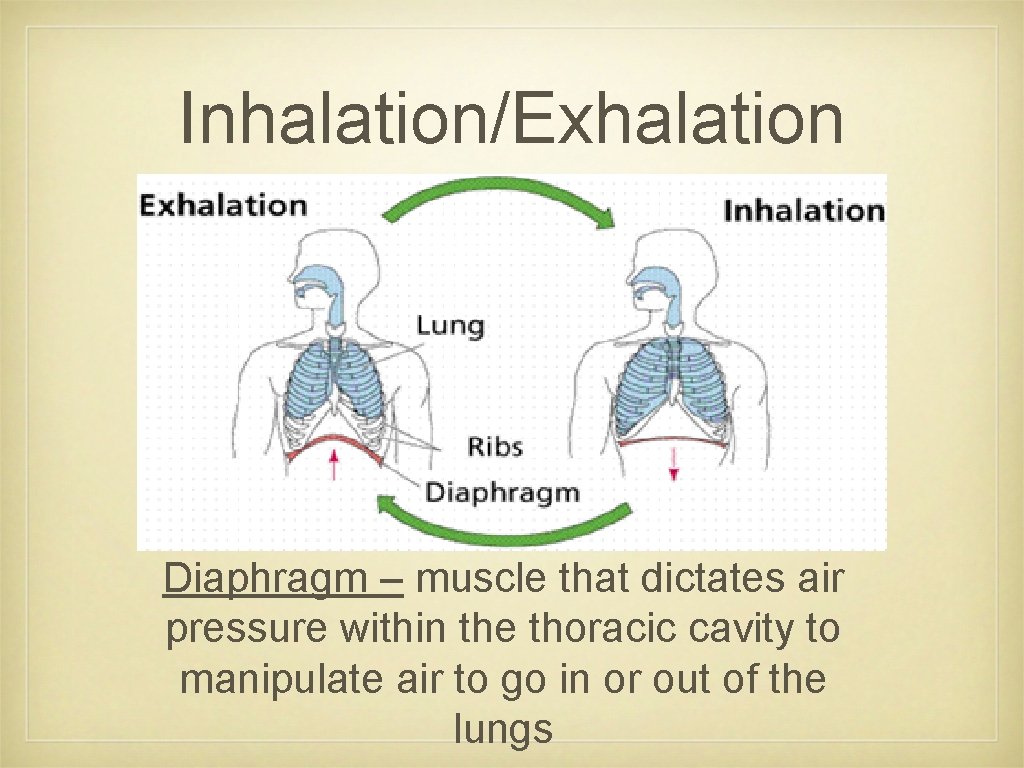 Inhalation/Exhalation Diaphragm – muscle that dictates air pressure within the thoracic cavity to manipulate