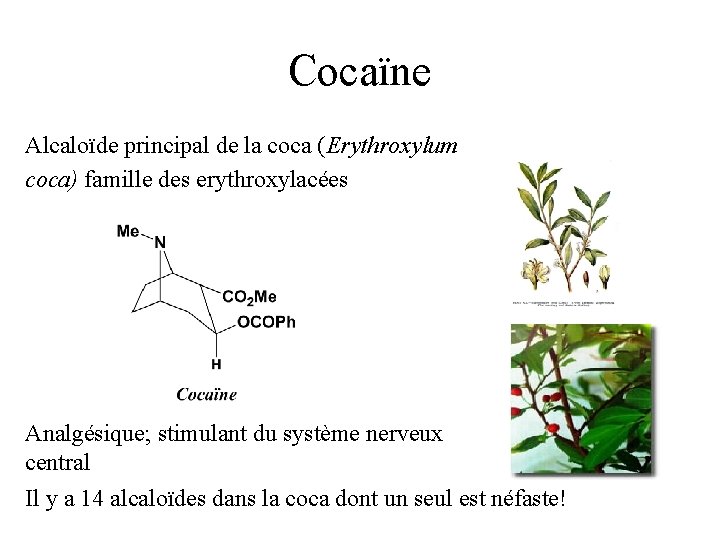 Cocaïne Alcaloïde principal de la coca (Erythroxylum coca) famille des erythroxylacées Analgésique; stimulant du