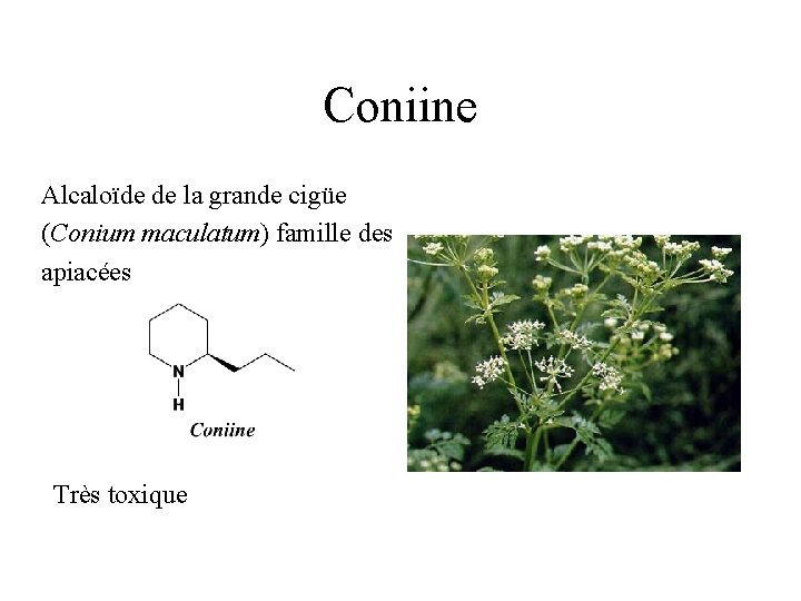 Coniine Alcaloïde de la grande cigüe (Conium maculatum) famille des apiacées Très toxique 