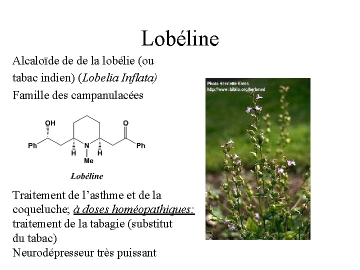 Lobéline Alcaloïde de de la lobélie (ou tabac indien) (Lobelia Inflata) Famille des campanulacées