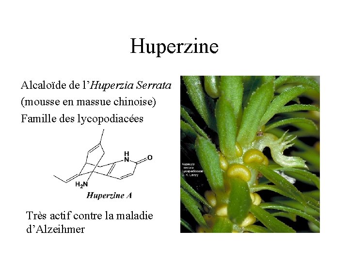 Huperzine Alcaloïde de l’Huperzia Serrata (mousse en massue chinoise) Famille des lycopodiacées Très actif