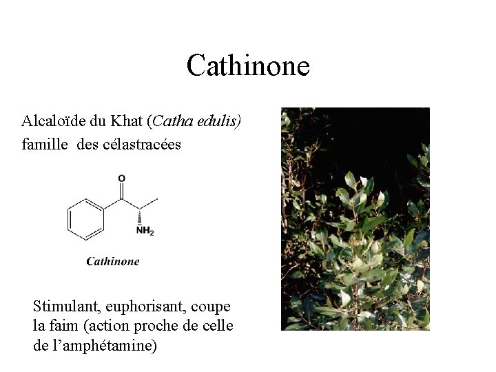Cathinone Alcaloïde du Khat (Catha edulis) famille des célastracées Stimulant, euphorisant, coupe la faim