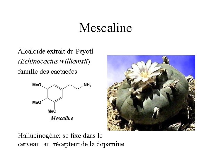 Mescaline Alcaloïde extrait du Peyotl (Echinocactus williamsii) famille des cactacées Hallucinogène; se fixe dans