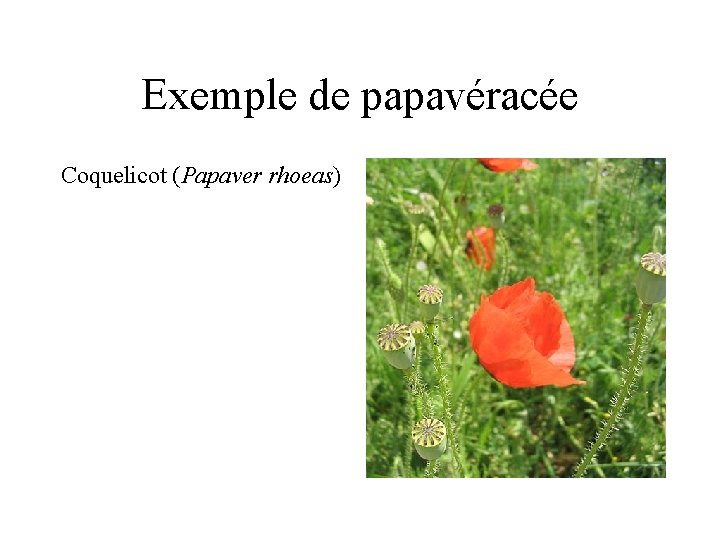 Exemple de papavéracée Coquelicot (Papaver rhoeas) 