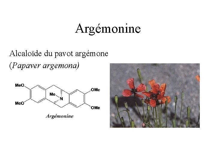 Argémonine Alcaloïde du pavot argémone (Papaver argemona) 