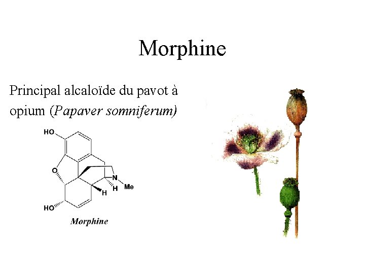 Morphine Principal alcaloïde du pavot à opium (Papaver somniferum) 