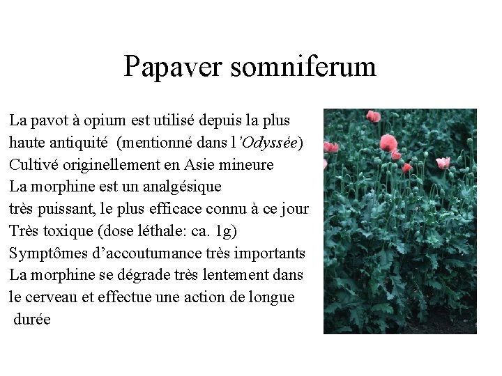 Papaver somniferum La pavot à opium est utilisé depuis la plus haute antiquité (mentionné