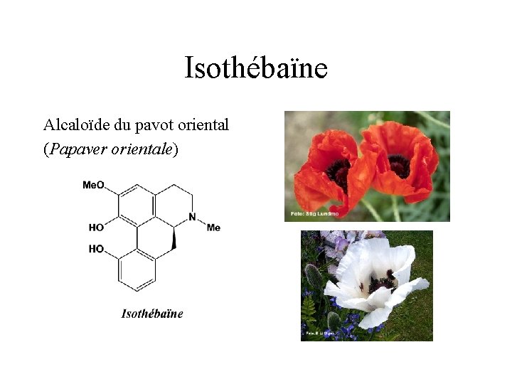 Isothébaïne Alcaloïde du pavot oriental (Papaver orientale) 