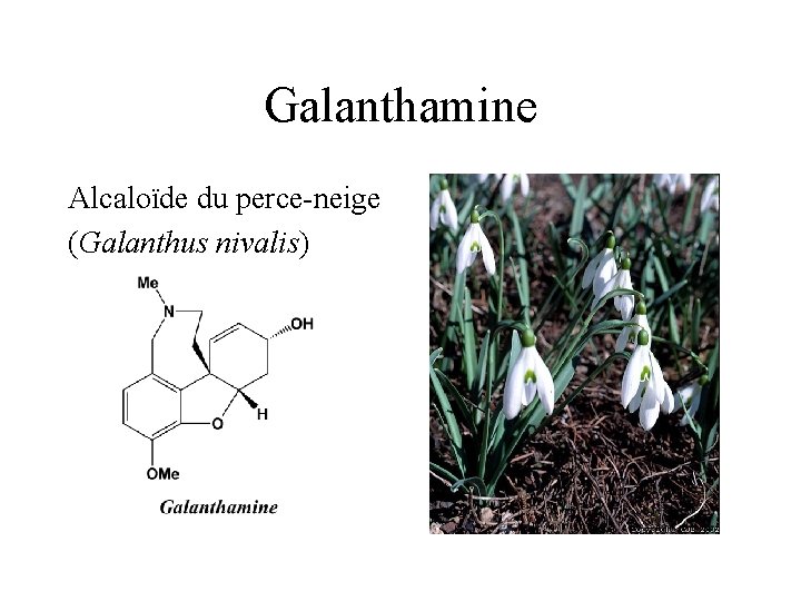 Galanthamine Alcaloïde du perce-neige (Galanthus nivalis) 