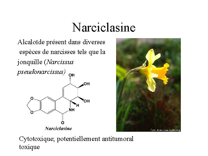 Narciclasine Alcaloïde présent dans diverses espèces de narcisses tels que la jonquille (Narcissus pseudonarcissus)