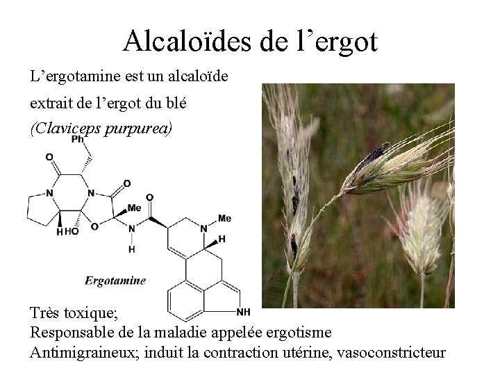 Alcaloïdes de l’ergot L’ergotamine est un alcaloïde extrait de l’ergot du blé (Claviceps purpurea)