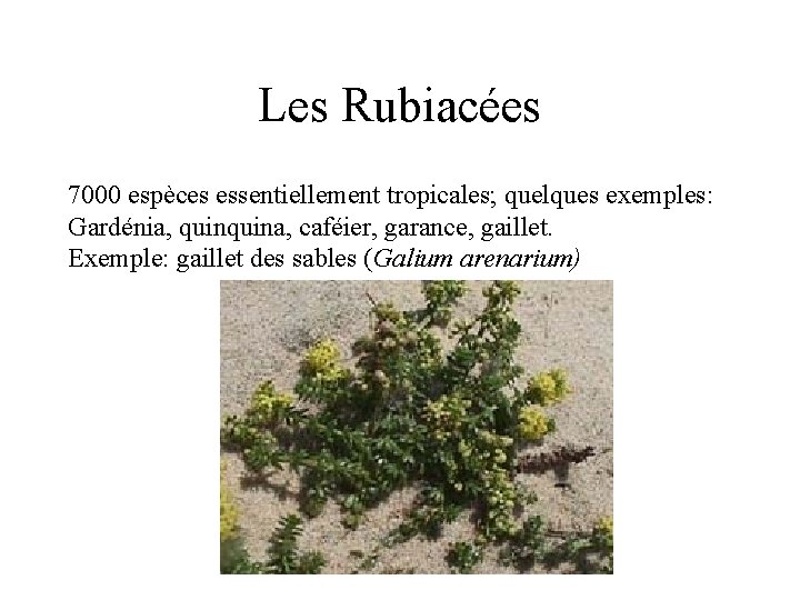 Les Rubiacées 7000 espèces essentiellement tropicales; quelques exemples: Gardénia, quina, caféier, garance, gaillet. Exemple: