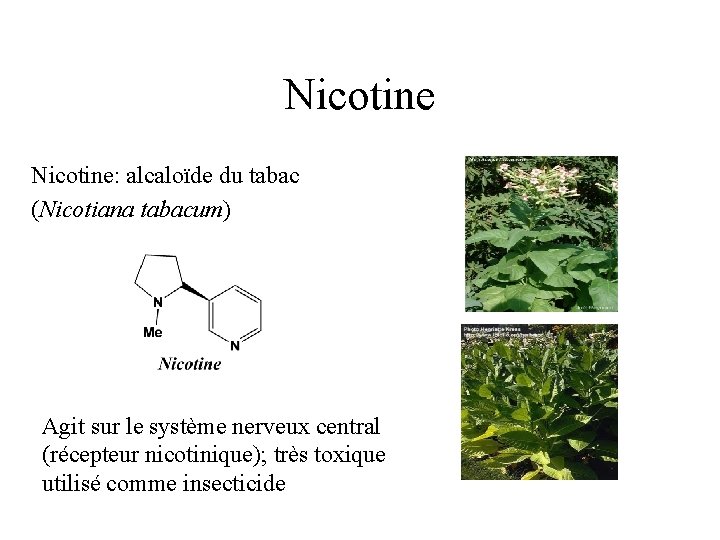 Nicotine: alcaloïde du tabac (Nicotiana tabacum) Agit sur le système nerveux central (récepteur nicotinique);