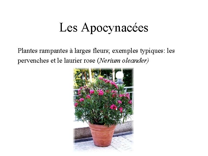 Les Apocynacées Plantes rampantes à larges fleurs; exemples typiques: les pervenches et le laurier