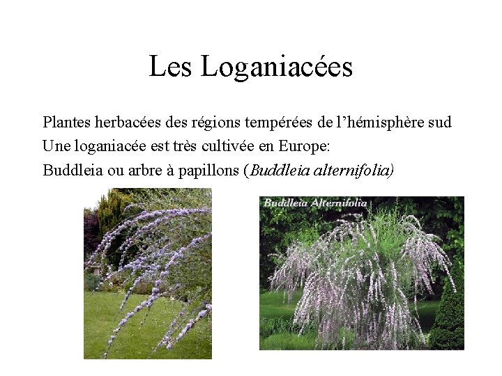 Les Loganiacées Plantes herbacées des régions tempérées de l’hémisphère sud Une loganiacée est très