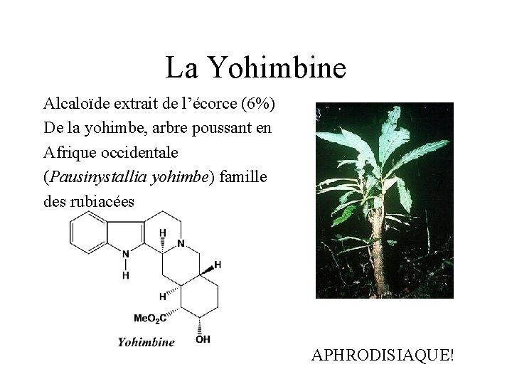 La Yohimbine Alcaloïde extrait de l’écorce (6%) De la yohimbe, arbre poussant en Afrique