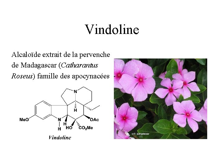 Vindoline Alcaloïde extrait de la pervenche de Madagascar (Catharantus Roseus) famille des apocynacées 