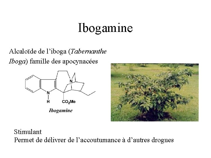 Ibogamine Alcaloïde de l’iboga (Tabernanthe Iboga) famille des apocynacées Stimulant Permet de délivrer de