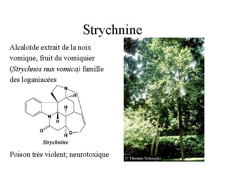 Strychnine Alcaloïde extrait de la noix vomique, fruit du vomiquier (Strychnos nux vomica) famille
