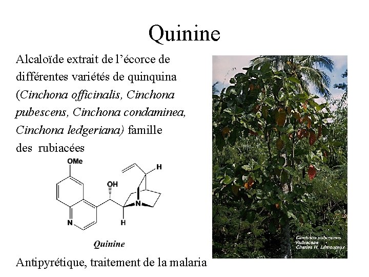 Quinine Alcaloïde extrait de l’écorce de différentes variétés de quina (Cinchona officinalis, Cinchona pubescens,