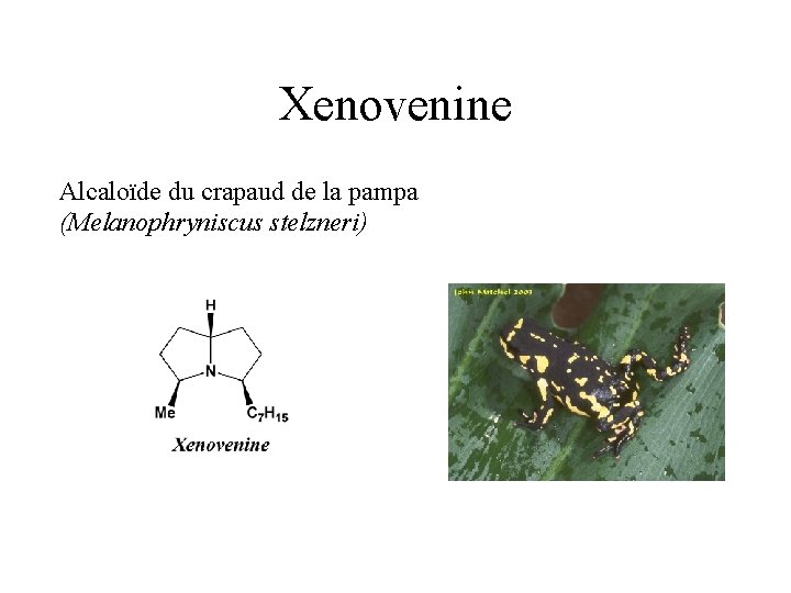 Xenovenine Alcaloïde du crapaud de la pampa (Melanophryniscus stelzneri) 