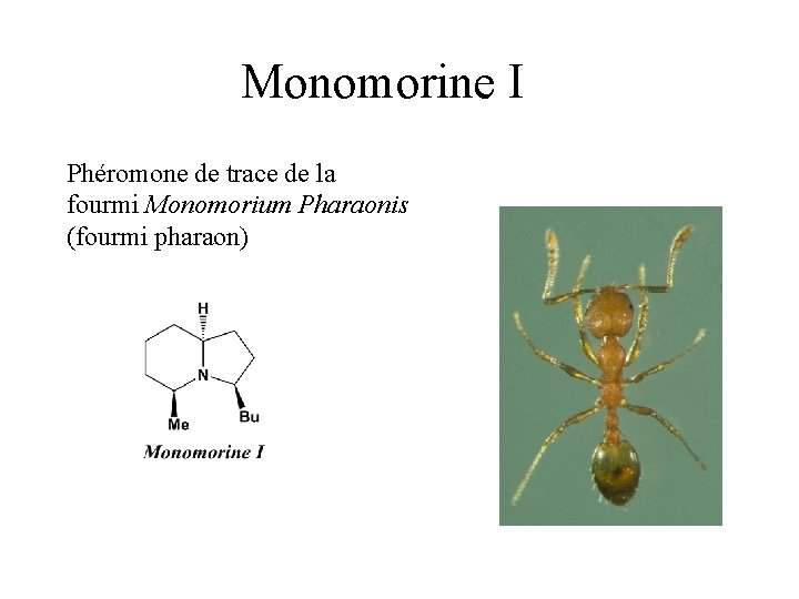 Monomorine I Phéromone de trace de la fourmi Monomorium Pharaonis (fourmi pharaon) 