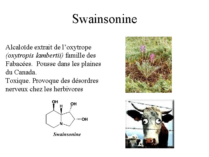 Swainsonine Alcaloïde extrait de l’oxytrope (oxytropis lambertii) famille des Fabacées. Pousse dans les plaines