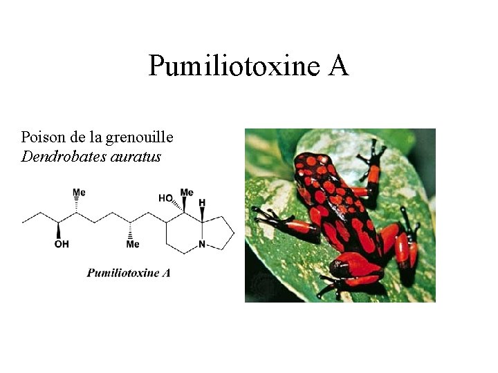 Pumiliotoxine A Poison de la grenouille Dendrobates auratus 