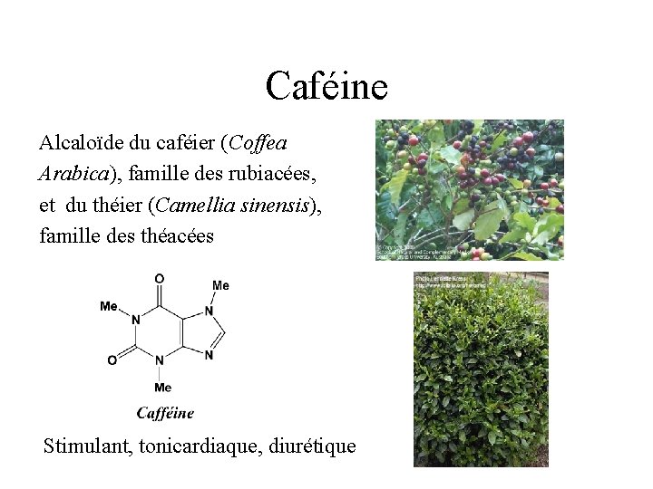 Caféine Alcaloïde du caféier (Coffea Arabica), famille des rubiacées, et du théier (Camellia sinensis),