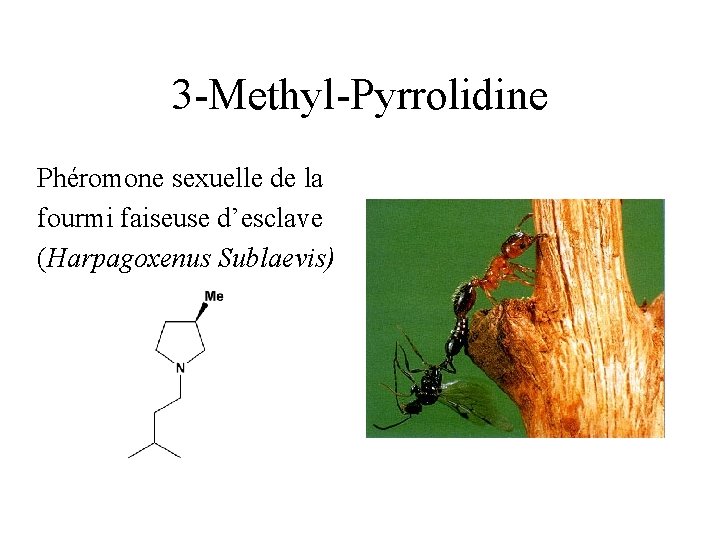 3 -Methyl-Pyrrolidine Phéromone sexuelle de la fourmi faiseuse d’esclave (Harpagoxenus Sublaevis) 