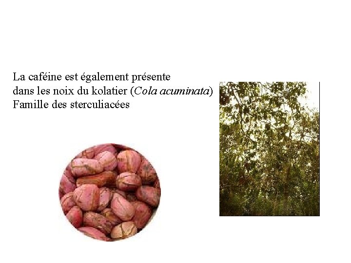 La caféine est également présente dans les noix du kolatier (Cola acuminata) Famille des