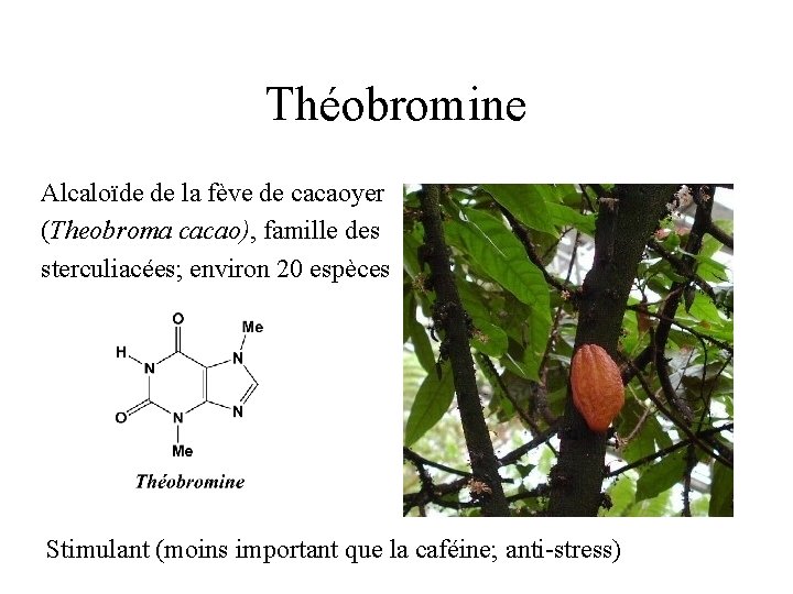 Théobromine Alcaloïde de la fève de cacaoyer (Theobroma cacao), famille des sterculiacées; environ 20