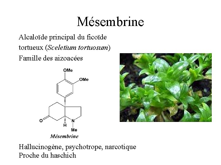 Mésembrine Alcaloïde principal du ficoïde tortueux (Sceletium tortuosum) Famille des aizoacées Hallucinogène, psychotrope, narcotique